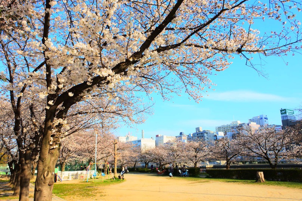 大阪天満宮周辺でお花見デート 桜並木が有名な南天満公園で食べる絶品ベーグル Playlife プレイライフ