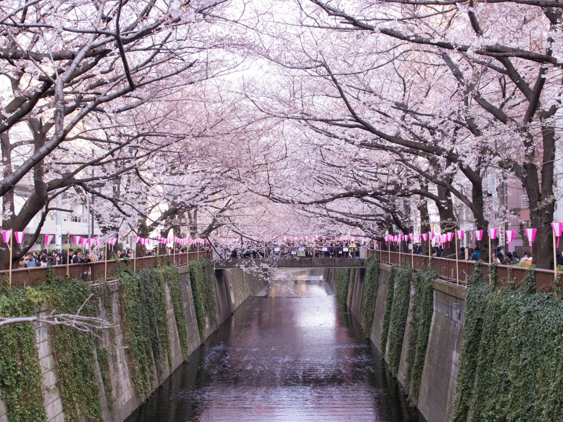 代官山で桜鑑賞！おすすめの時期や、周辺スポットを巡るコース