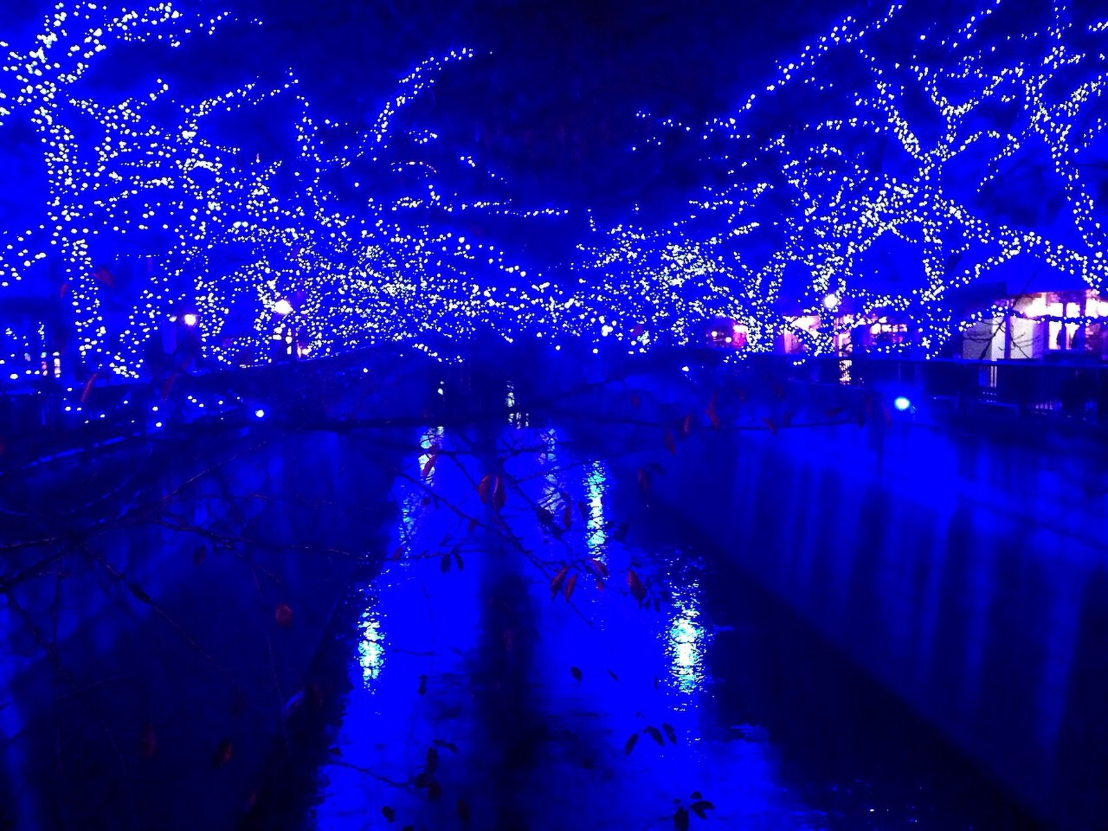 目黒川(桜並木)