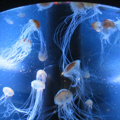 新潟市水族館マリンピア日本海