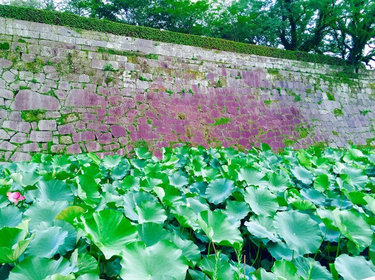 鹿児島絶景スポット 観覧車 桜島 蓮 幸田の棚田 渦潮 インスタにあげたいスポットを紹介 Playlife プレイライフ