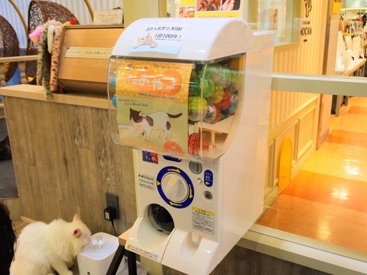 猫カフェ MOCHA 京都河原町店