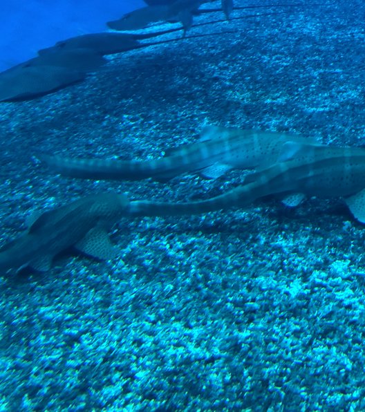 沖縄美ら海水族館