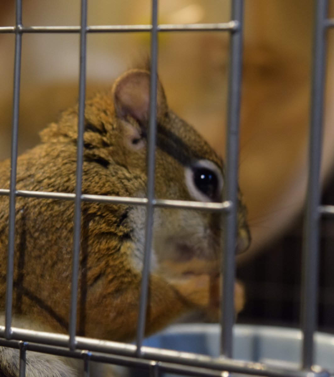 京都のフクロウの森