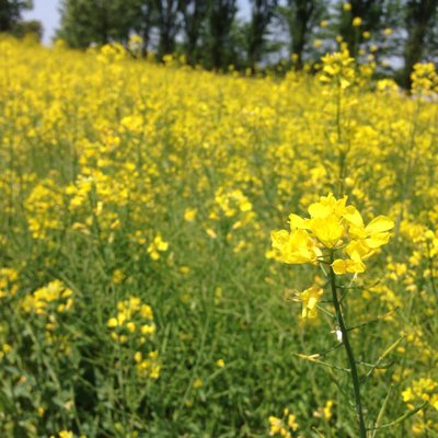 滋賀農業公園ブルーメの丘