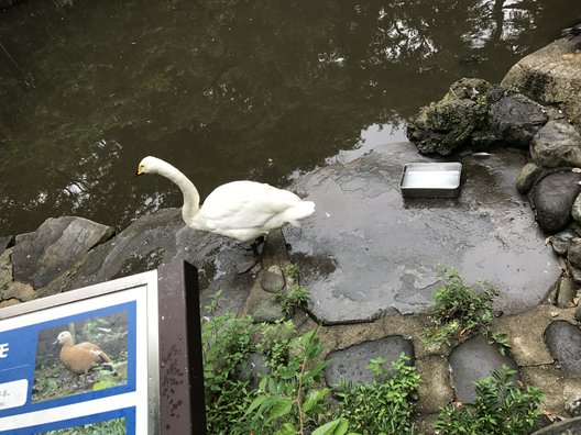 野毛山動物園