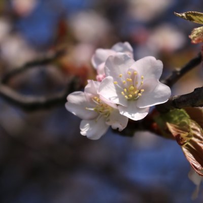 奈井江町にわ山森林自然公園