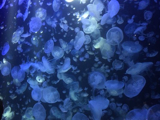 加茂水族館