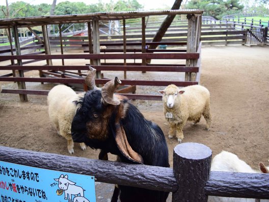 国営海の中道海浜公園 動物の森