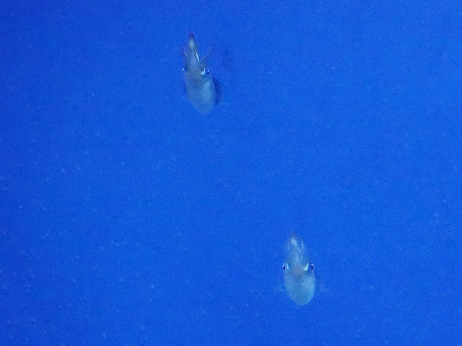 サンシャイン水族館