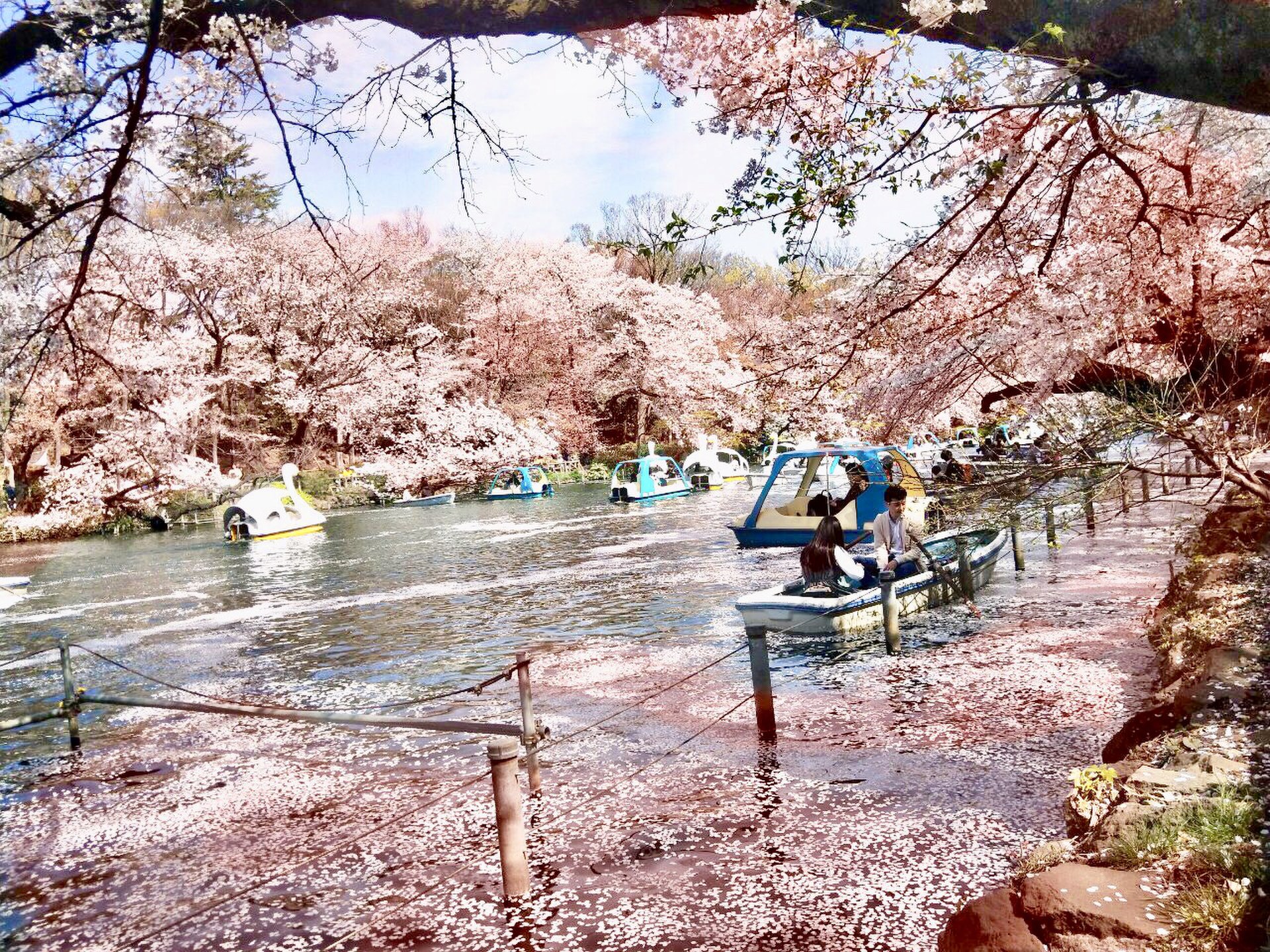 今が満開 桜の花びらが舞い散るスポット 入場無料の井の頭公園