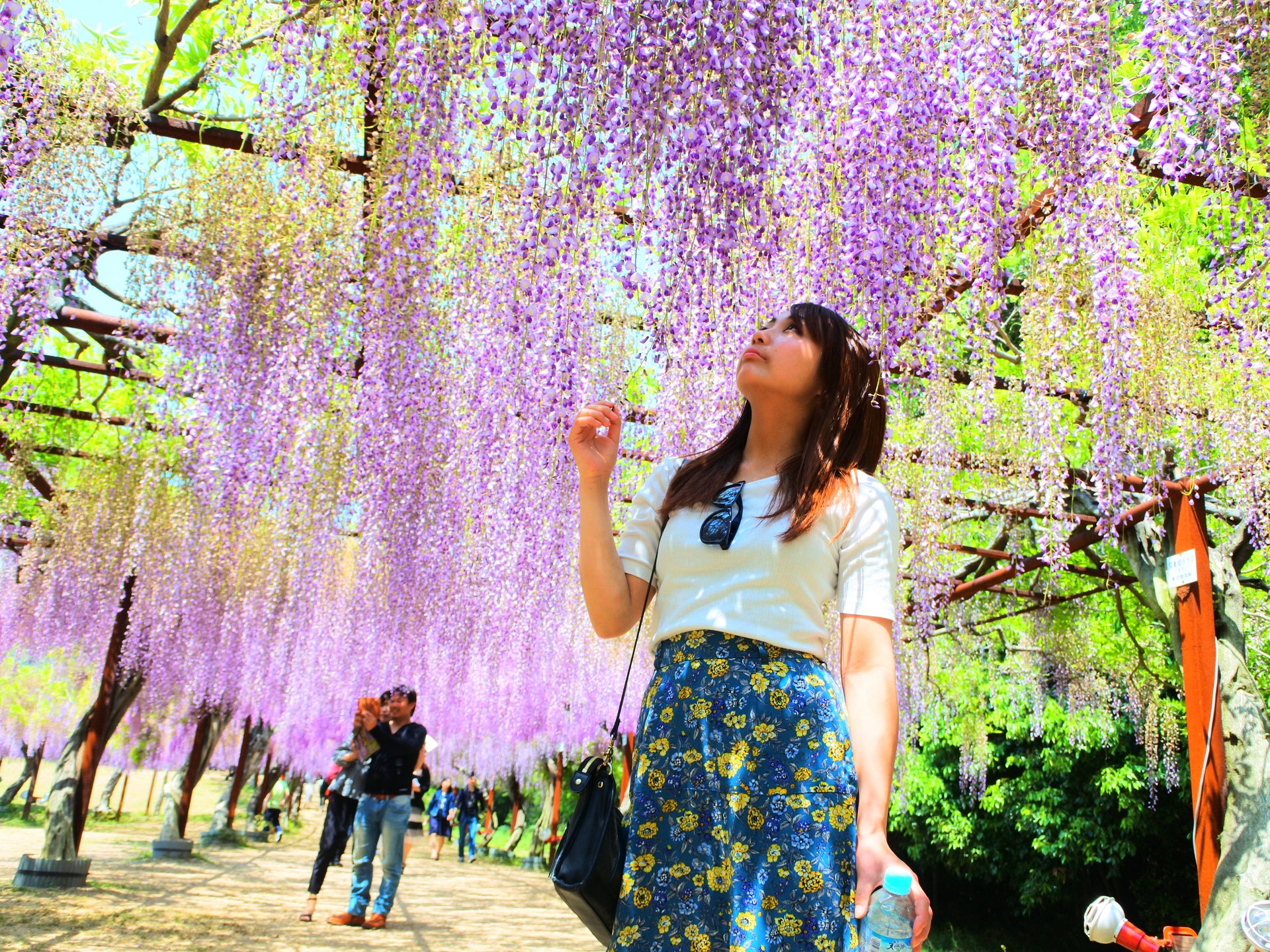 【関西・日帰り・ドライブデートにおすすめ！】日本一の藤の絶景を見に藤公園へ行こう！