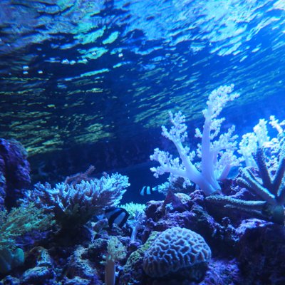 すみだ水族館