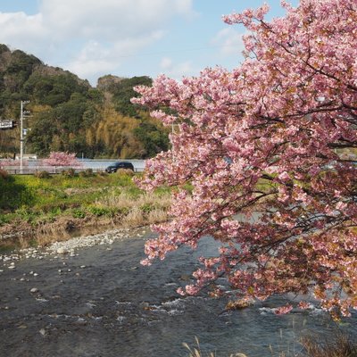 河津町観光協会 河津桜観光交流館・売店