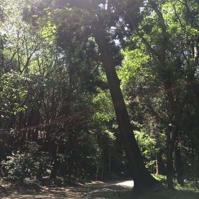 櫻井神社