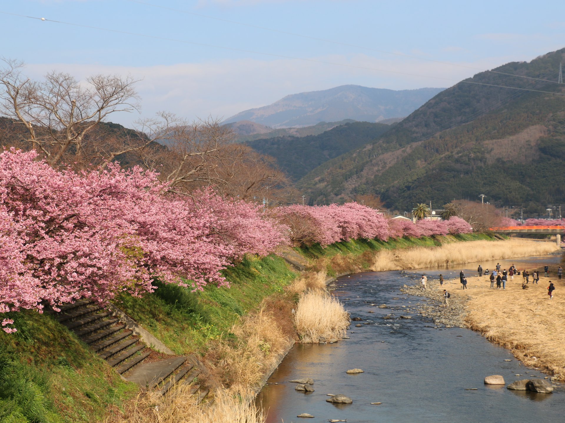 日本の春は美しい!!早春の伊豆へ花見の旅♪1泊2日【備忘録】