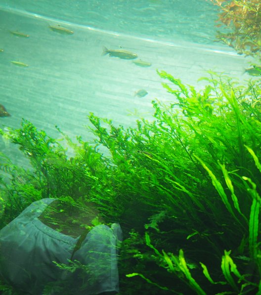 すみだ水族館