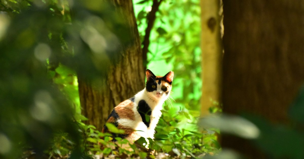 猫好きさん必見 遭遇率100 東京で最も猫の多い公園 In大井ふ頭中央海浜公園 Playlife プレイライフ