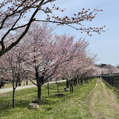 優駿さくらロード