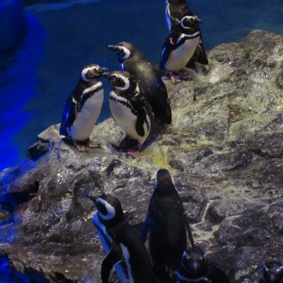 すみだ水族館