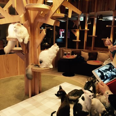 猫カフェMoCHA 渋谷店