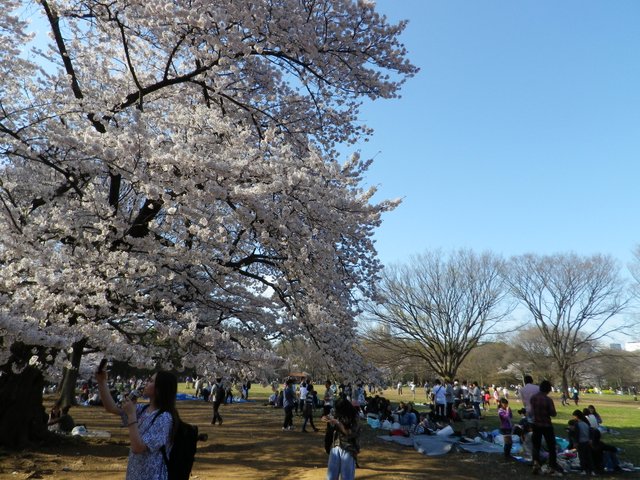 21年決定版 東京都内で お花見に絶対外さない桜の名所23選 Playlife プレイライフ