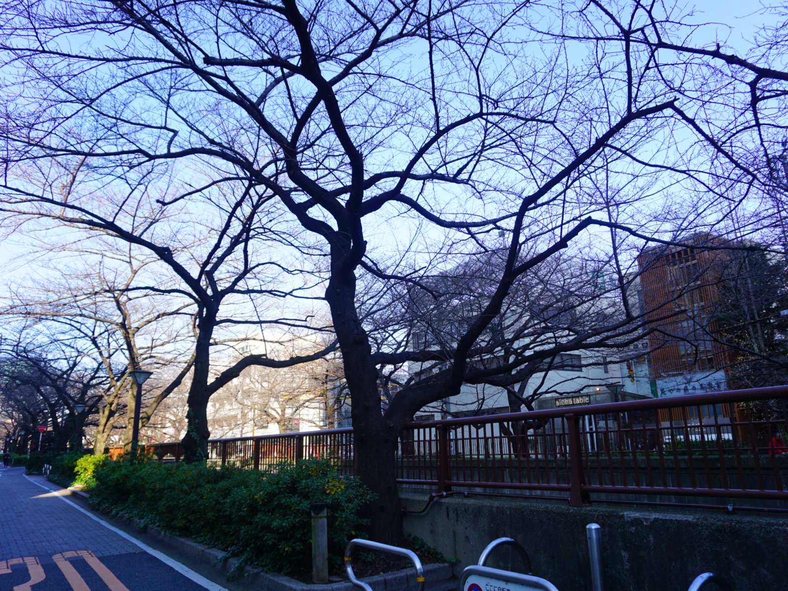 目黒川(桜並木)