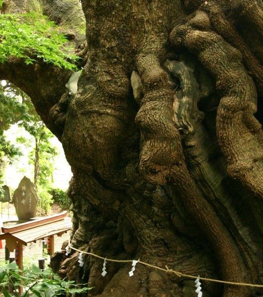 来宮神社