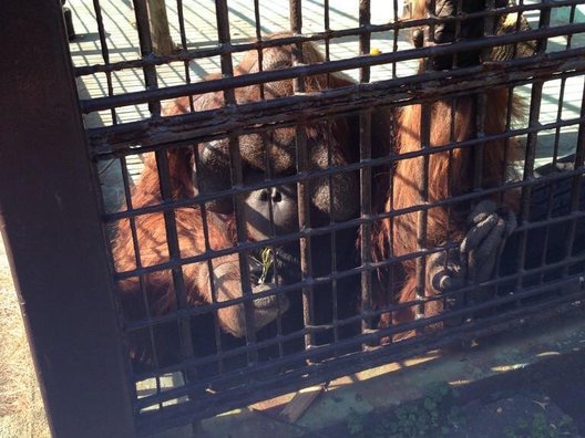 フェニックス自然動物園