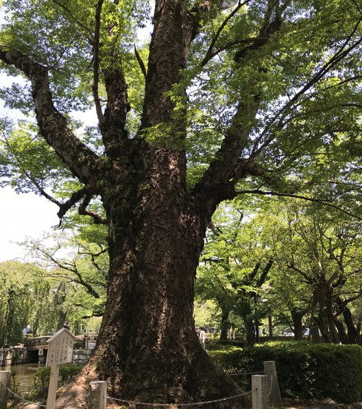 三嶋大社