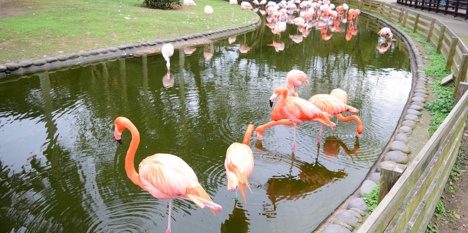 国営海の中道海浜公園 動物の森