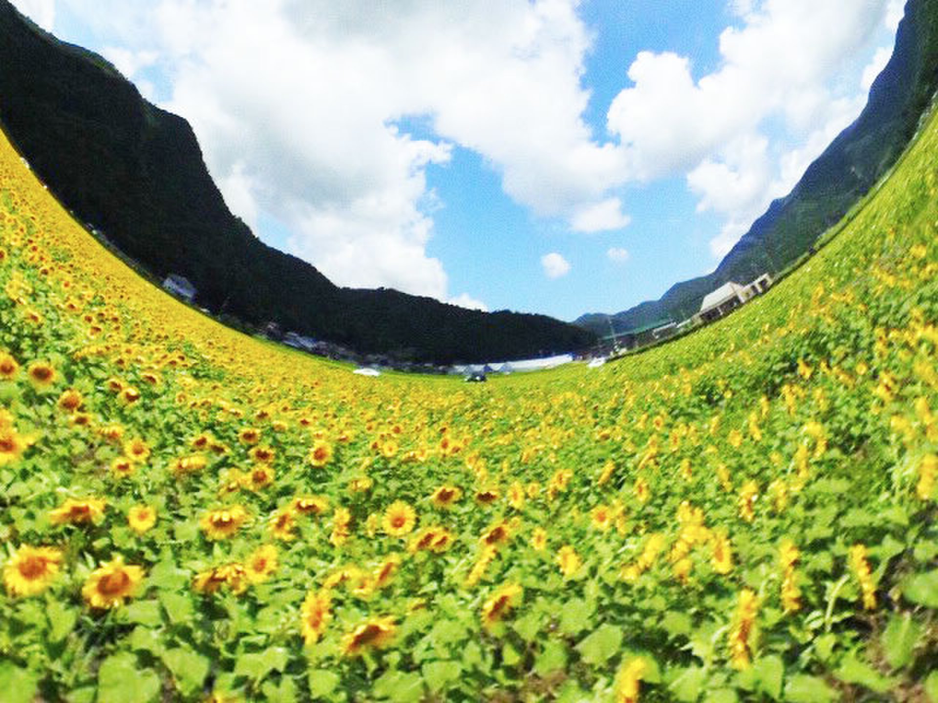 若狭小浜 恵のひまわり畑(福井県)