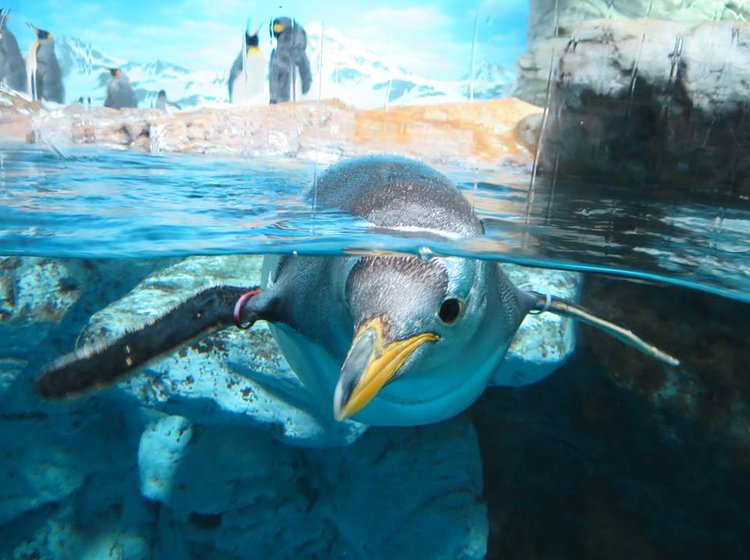 千葉 鴨川シーワールド 夏は水族館の動物に癒されよう 3cmの距離でペンギンやイルカと会える Playlife プレイライフ