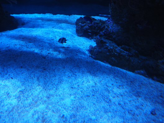 すみだ水族館