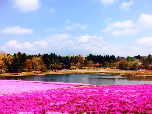 富士芝桜まつり会場