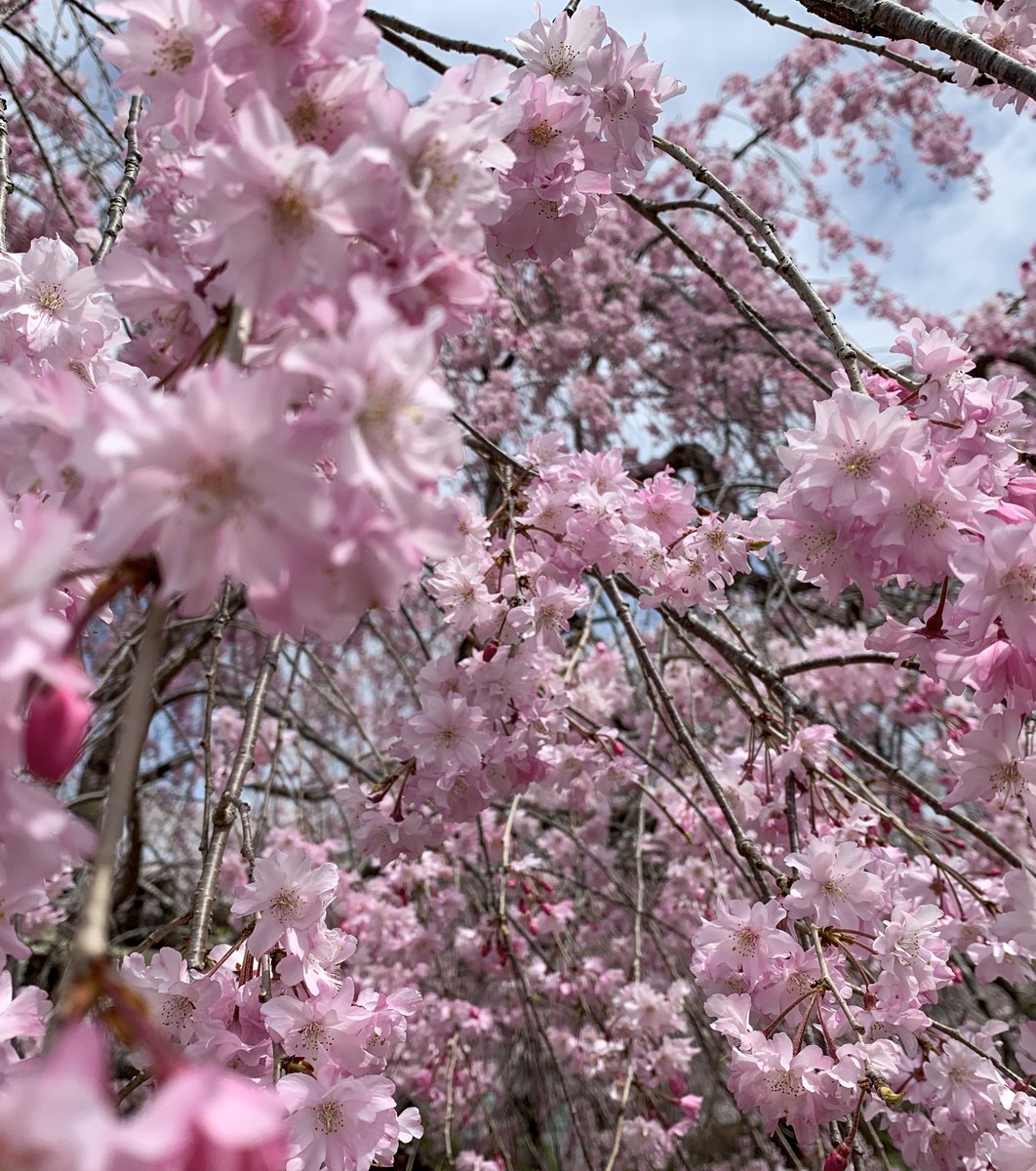 羊山公園