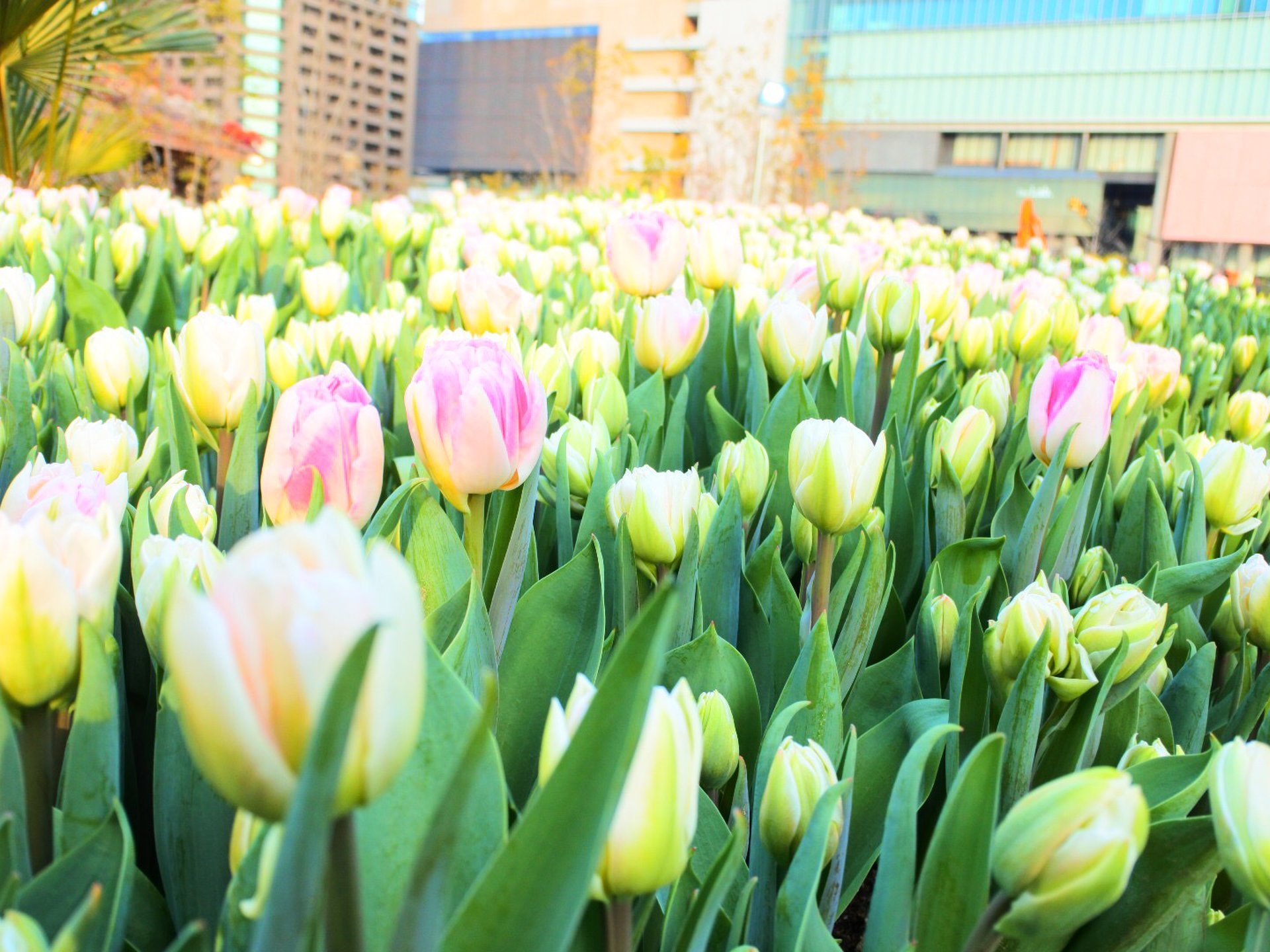 【梅田・冬デート】大阪駅の目の前！一面に広がる2万本のチューリップ畑で一足早い春を感じよう♡