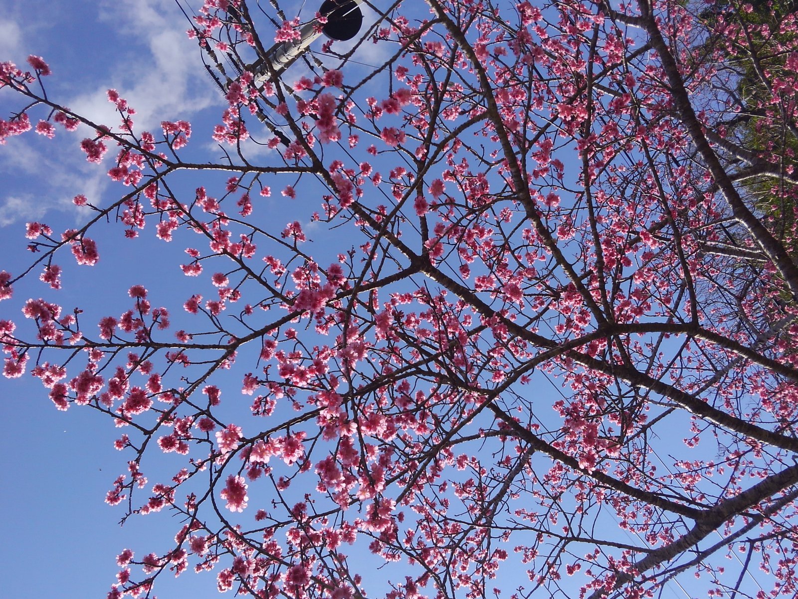 八重岳・桜の森公園