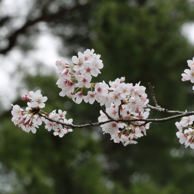 成田山公園