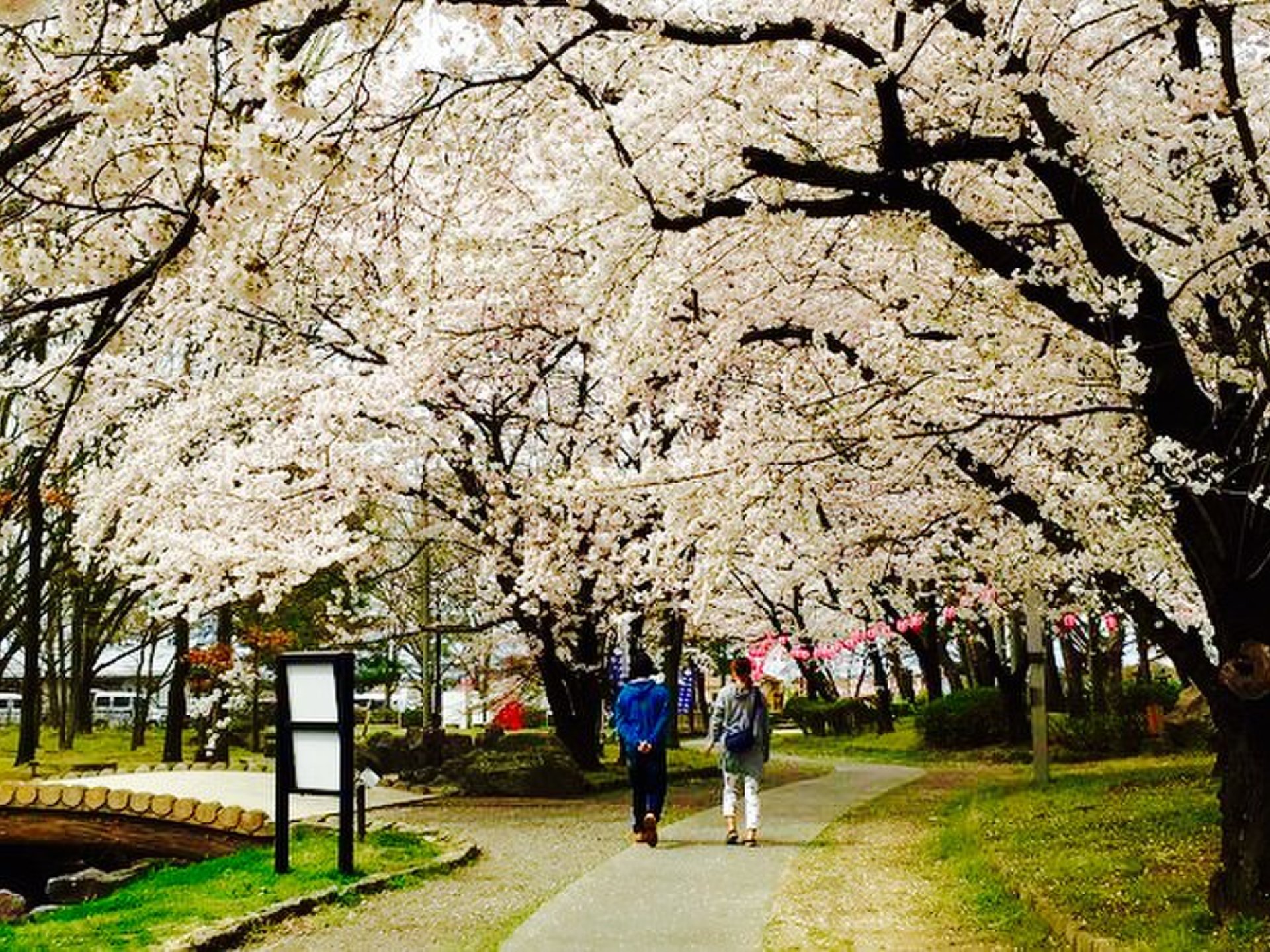 【今年の春はどこで花見？】長野市にある八幡原史跡公園の美しい桜巡り！