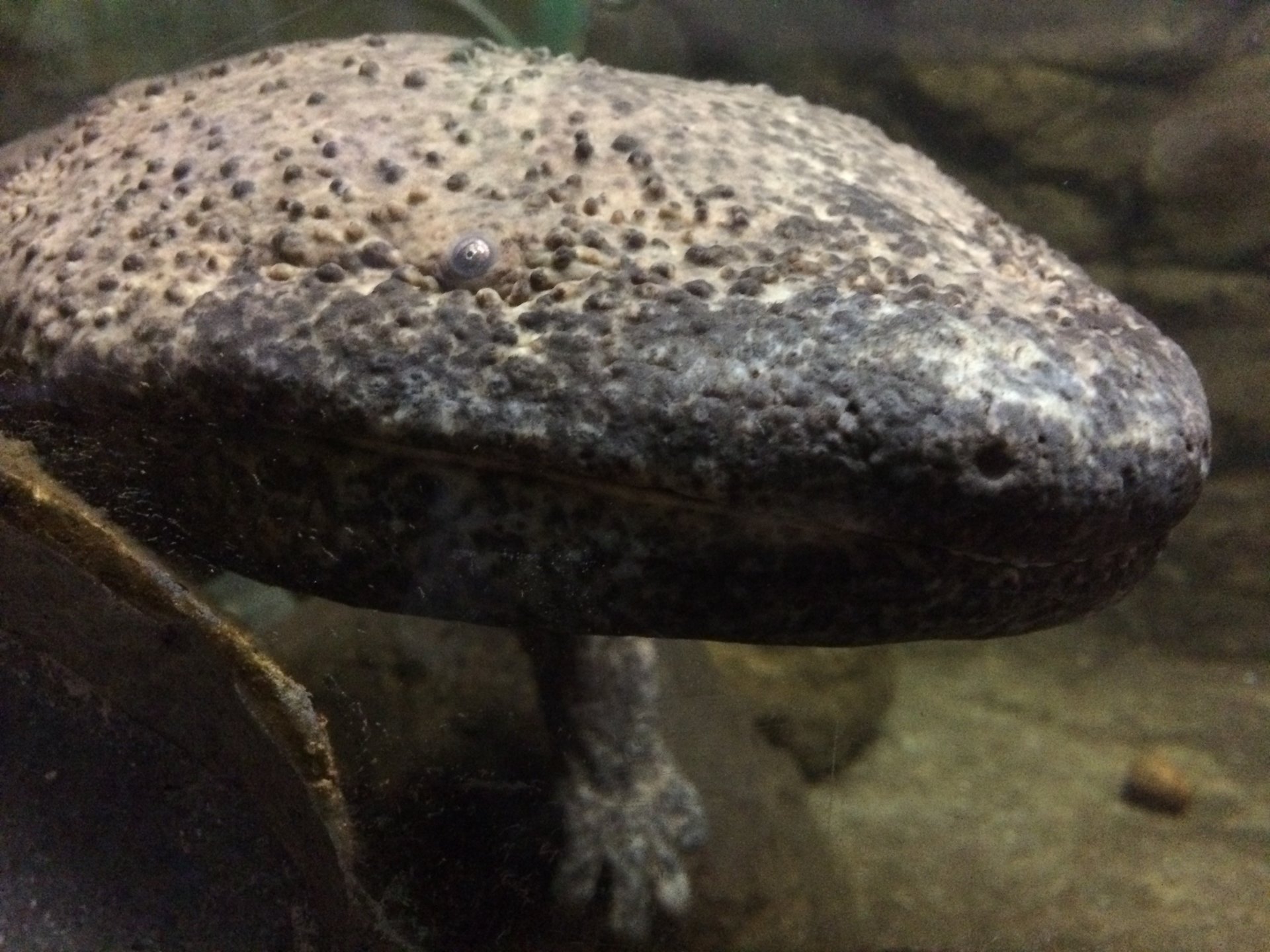 日本サンショウウオセンター