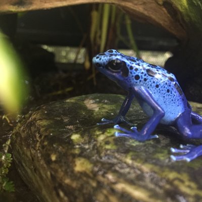 東京都恩賜上野動物園