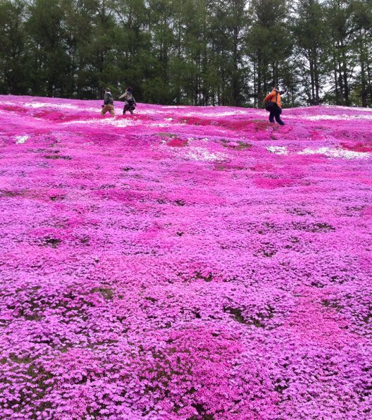 東藻琴芝桜公園キャンプ場