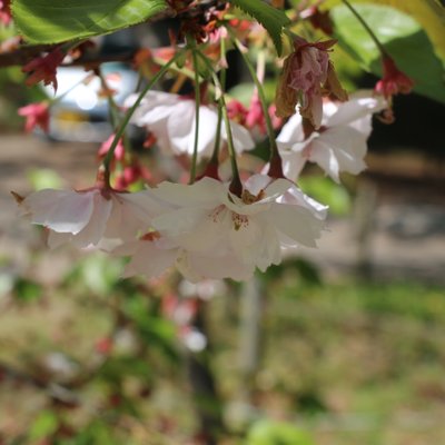 鶴ヶ城(若松城)