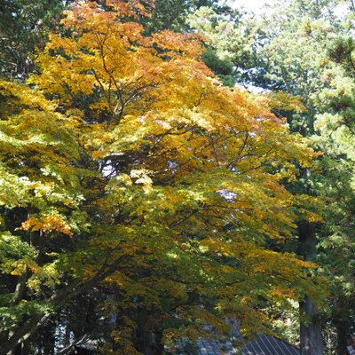 北口本宮冨士浅間神社