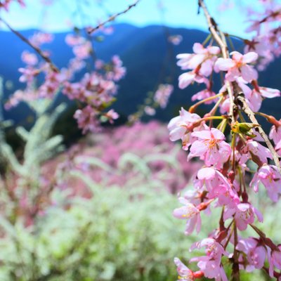 高見の郷 天空茶屋