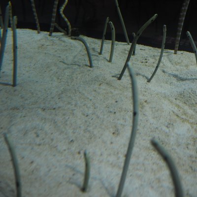 すみだ水族館