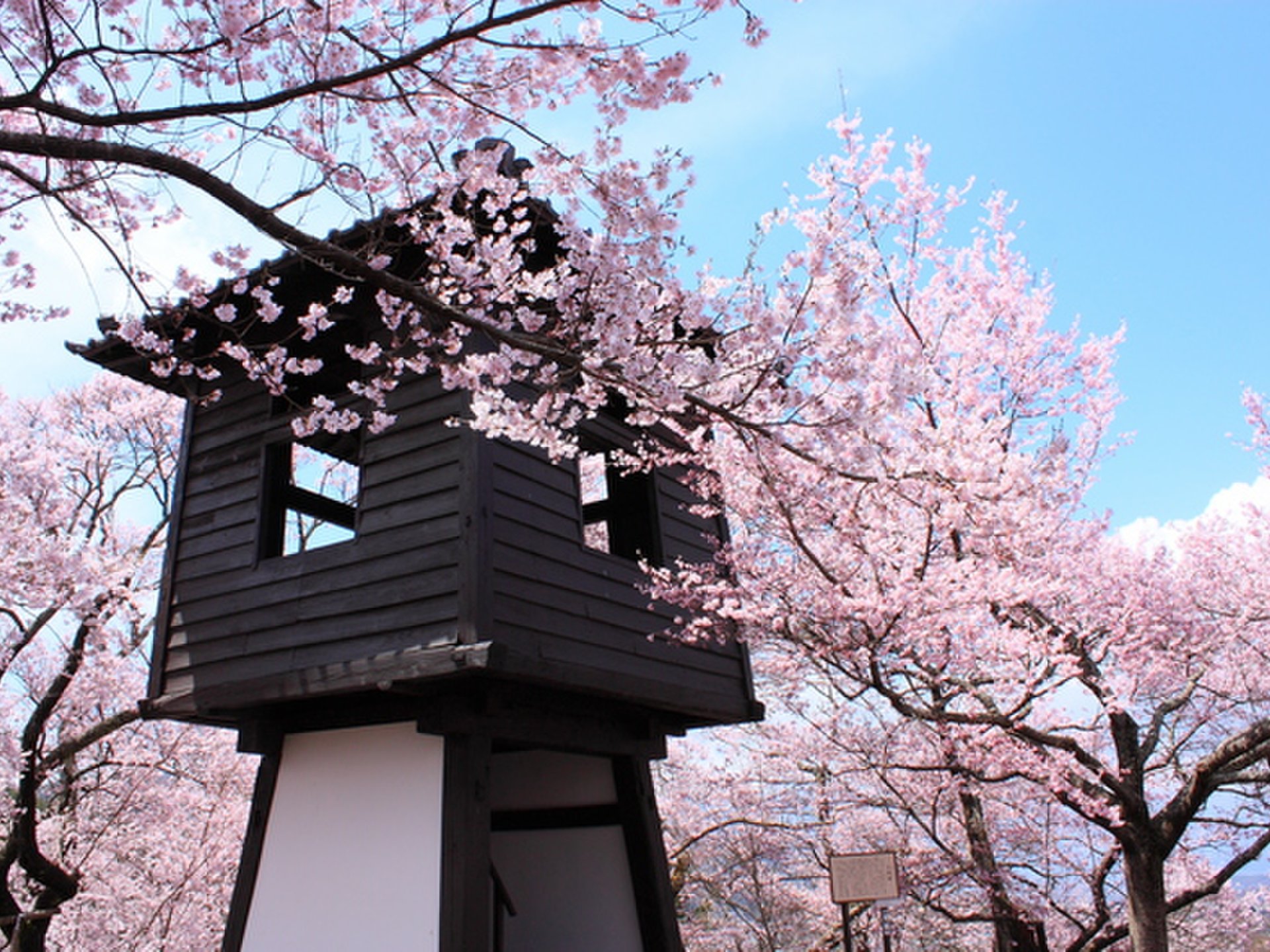 長野県・伊那市　天下第一の桜を目指し、春のドライブへ！【高遠城址公園、青い塔、分杭峠、勝間薬師堂】