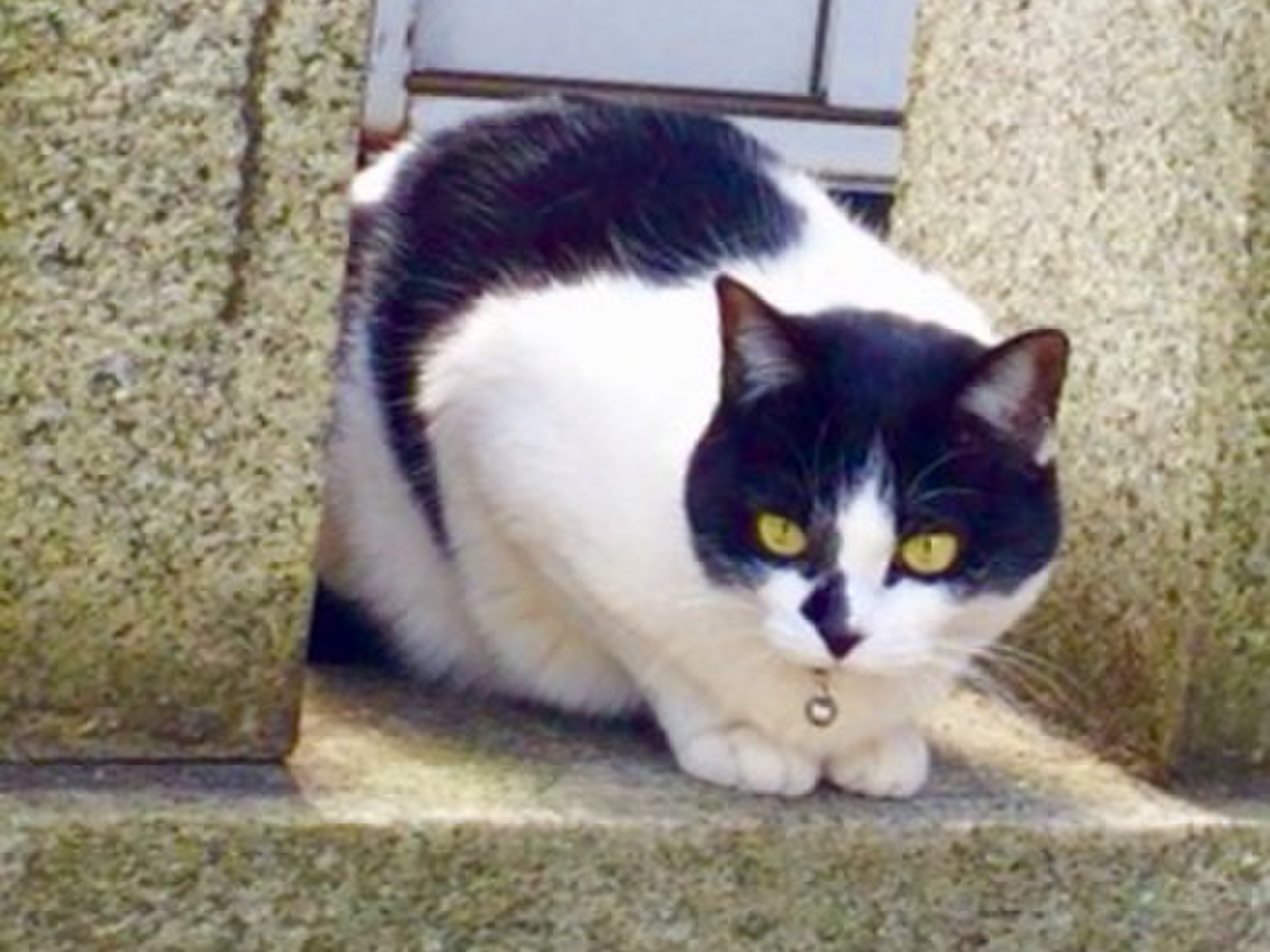 猫もいる湾岸の下町・門前仲町の人気観光スポットを巡る♪芸能人も通う人気の茶屋であさり蒸籠めしを食す！