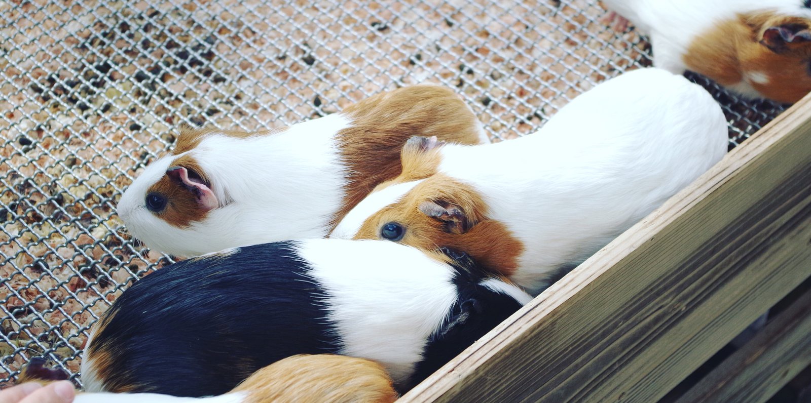 野毛山動物園